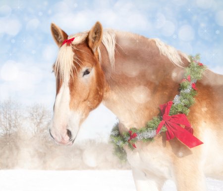 Лакомства для лошади: праздничное меню