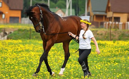 Фото женщины и лошади в поле