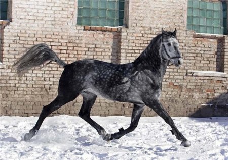 Фото рысящей лошадки