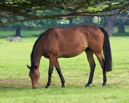 Фото лошади