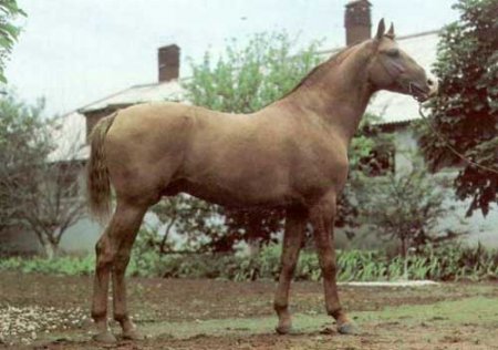Персидская лошадь
