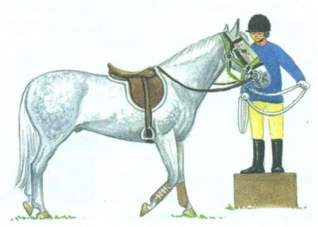 Рисунок лошади и всадника, который приучает её к всаднику