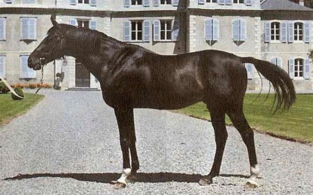 Фото французского англо-араба