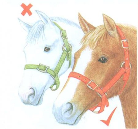Рисунок недоуздков