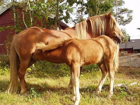 Фото кобылы с жеребенком