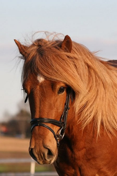 Фото нордлэндского пони