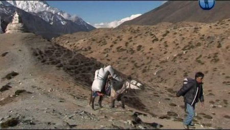Всадники горы Эверест. Смотреть фильм про лошадей онлайн