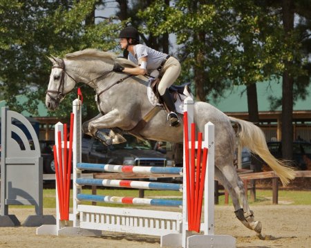 Фото лошади в прыжке