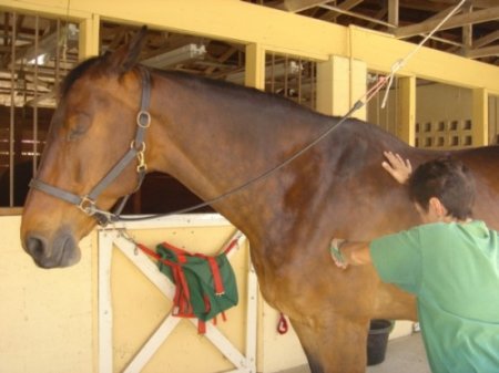 Лошадь блаженствует)