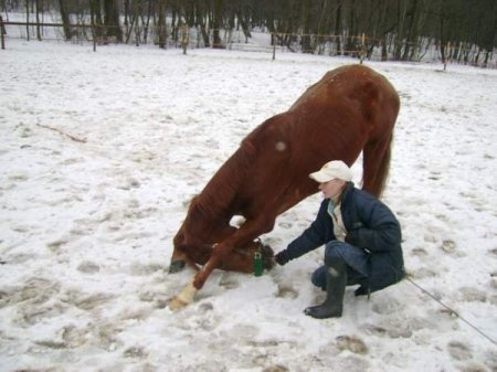 Лошадь кланяется