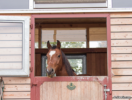 Лошадь выглядывает из денника