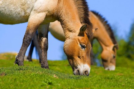 Фото лошадей Пржевальского, которые едят траву