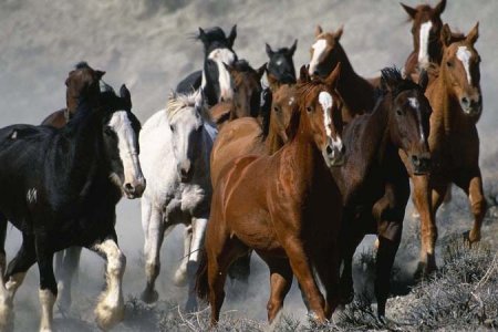 Трое жителей Кобрина два года подпольно перепродавали лошадей