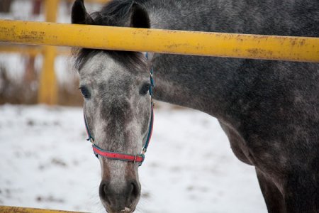 На ипподроме в Перми введен карантин из-за заболевания лошадей
