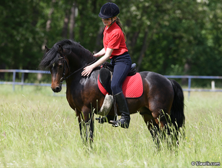 Девочка на дартмурском пони