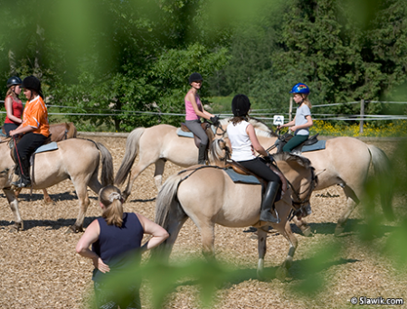 Тренировка по верховой езде
