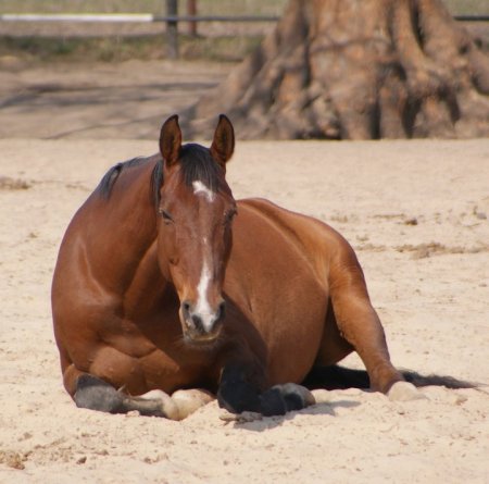 Лошадь лежит