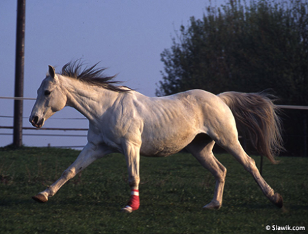 Лошадь бегает в леваде