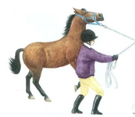 Лошадь хочет освободиться от привязи