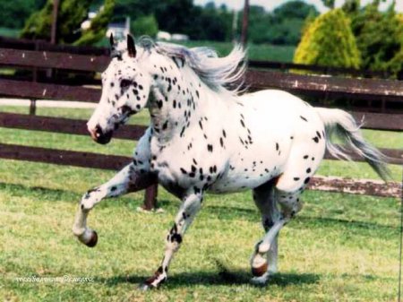 Чубарая масть лошади