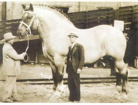 Самая большая лошадь в мире.