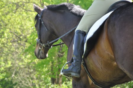 Фото лошади