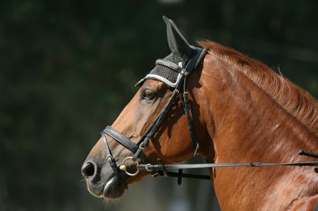 Голштинская лошадь