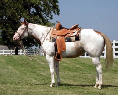 Фото оседланной лошади