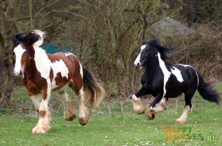 Лошади породы тинкер