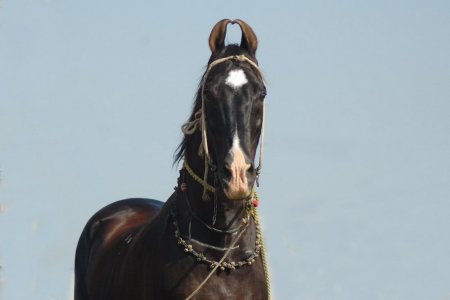 Фото лошади породы марвари