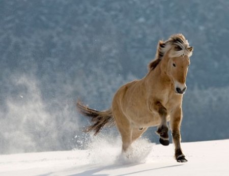 Фото бегущей в снегу лошади