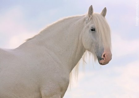 Фото лошади породы шайр