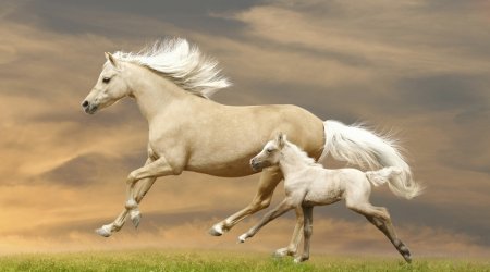 Фото бегущих кобылы и жеребёнка