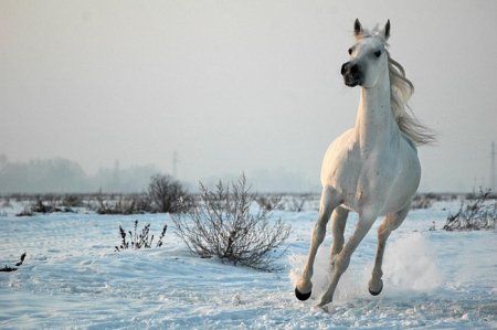 Лошадь светло-серой масти