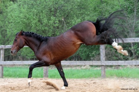 Гнедая лошадь