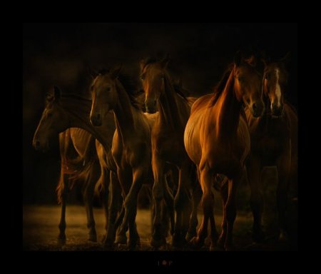 Табун лошадей