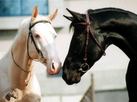 Как лошади защищают себя от обидчиков? Как развиты их чувства?