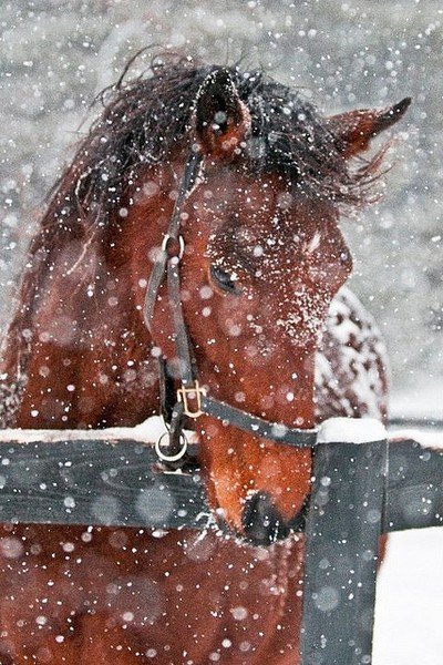 Как уберечь лошадь зимой от простуды?