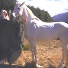 Умер жеребец Бланко