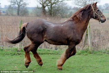 В Великобритании умерла самая старая лошадь в мире.