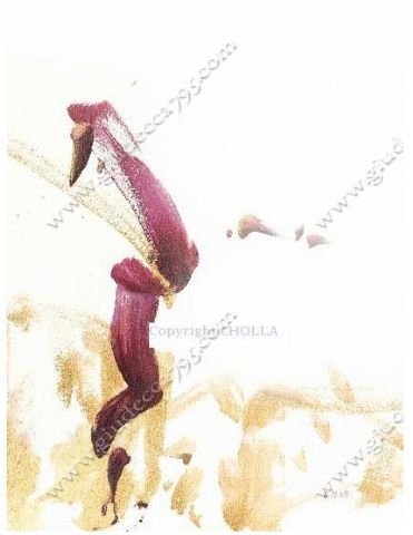 Видео с мустангом-художником Чоллой