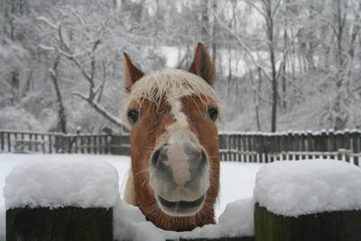 Чистим лошадь в холода.