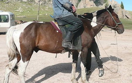 Монгольская лошадь: фото, описание, история происхождения
