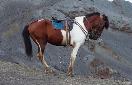 Фотография пони породы Ява