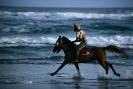 Фотография пони породы Ява