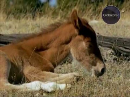 GLOBAL STAR TV P.R.O.HORSE. Смотреть цикл передач о лошадях онлайн