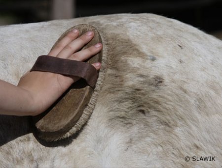 Фото чистки лошади