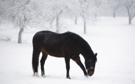 Фото лошади зимой
