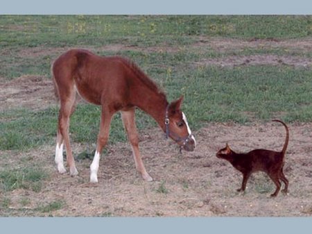Жеребёнок и кошка