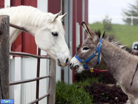 Лошадь и осел